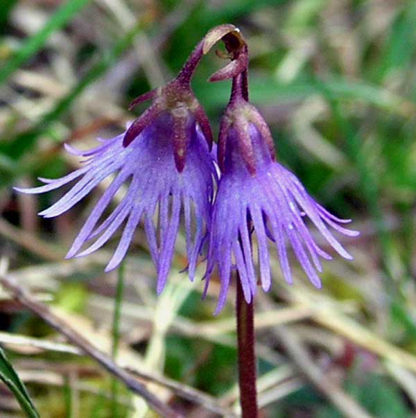 What Is The Official National Flower Of France Best Flower Site